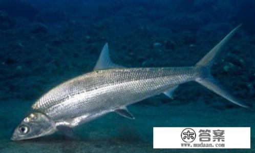 猪油蒜蓉怎么做？