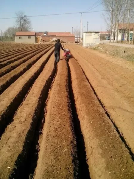 十香菜怎么种植？