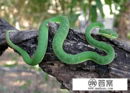 姜眠霍时衍是什么小说？