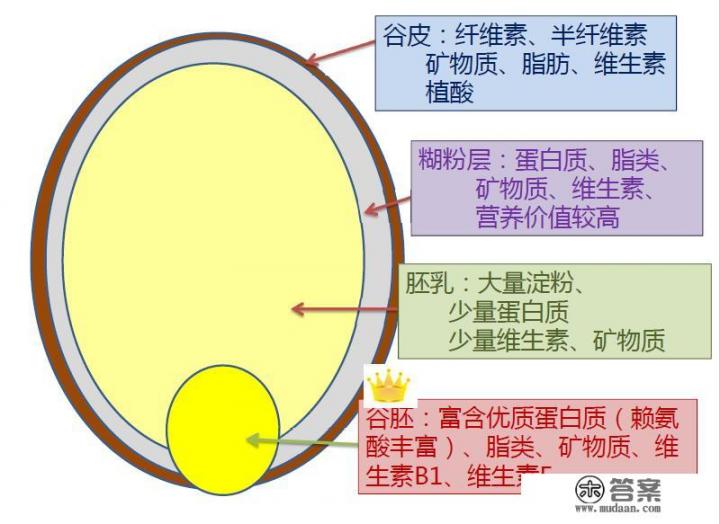 常吃粗粮可以减肥吗？