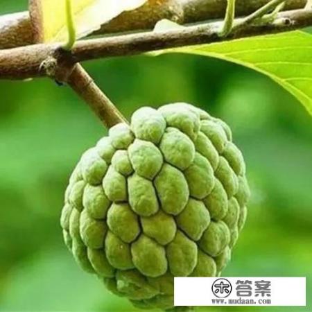 释迦果保花保果种植技术？