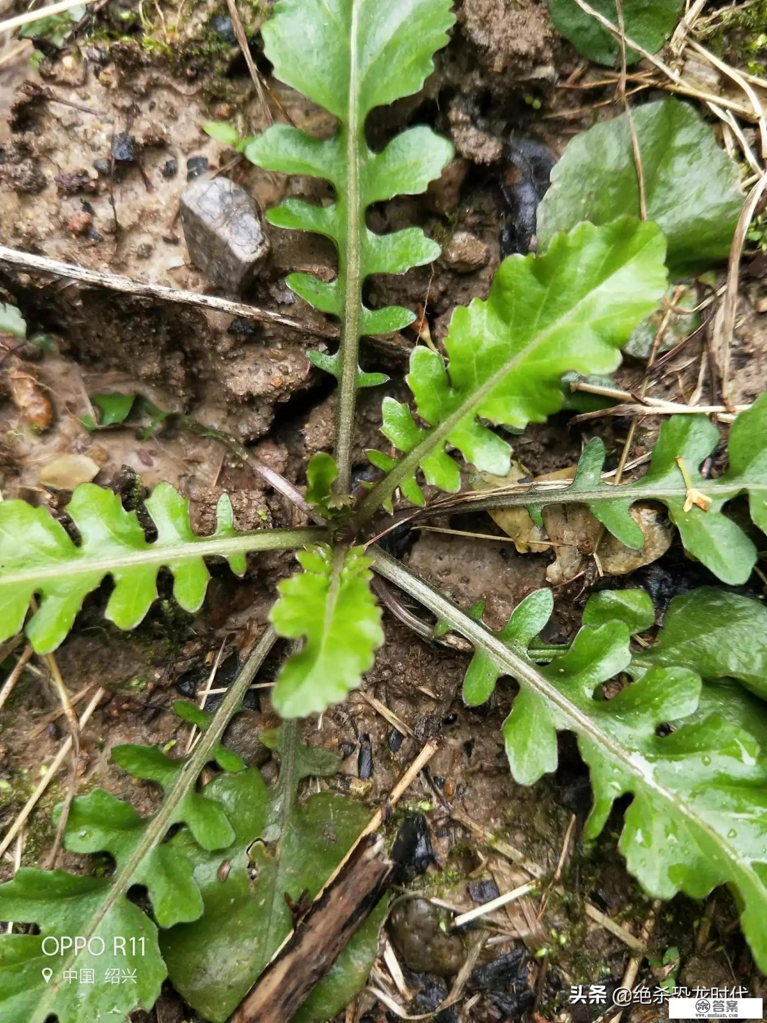 荠荠菜有何功效？