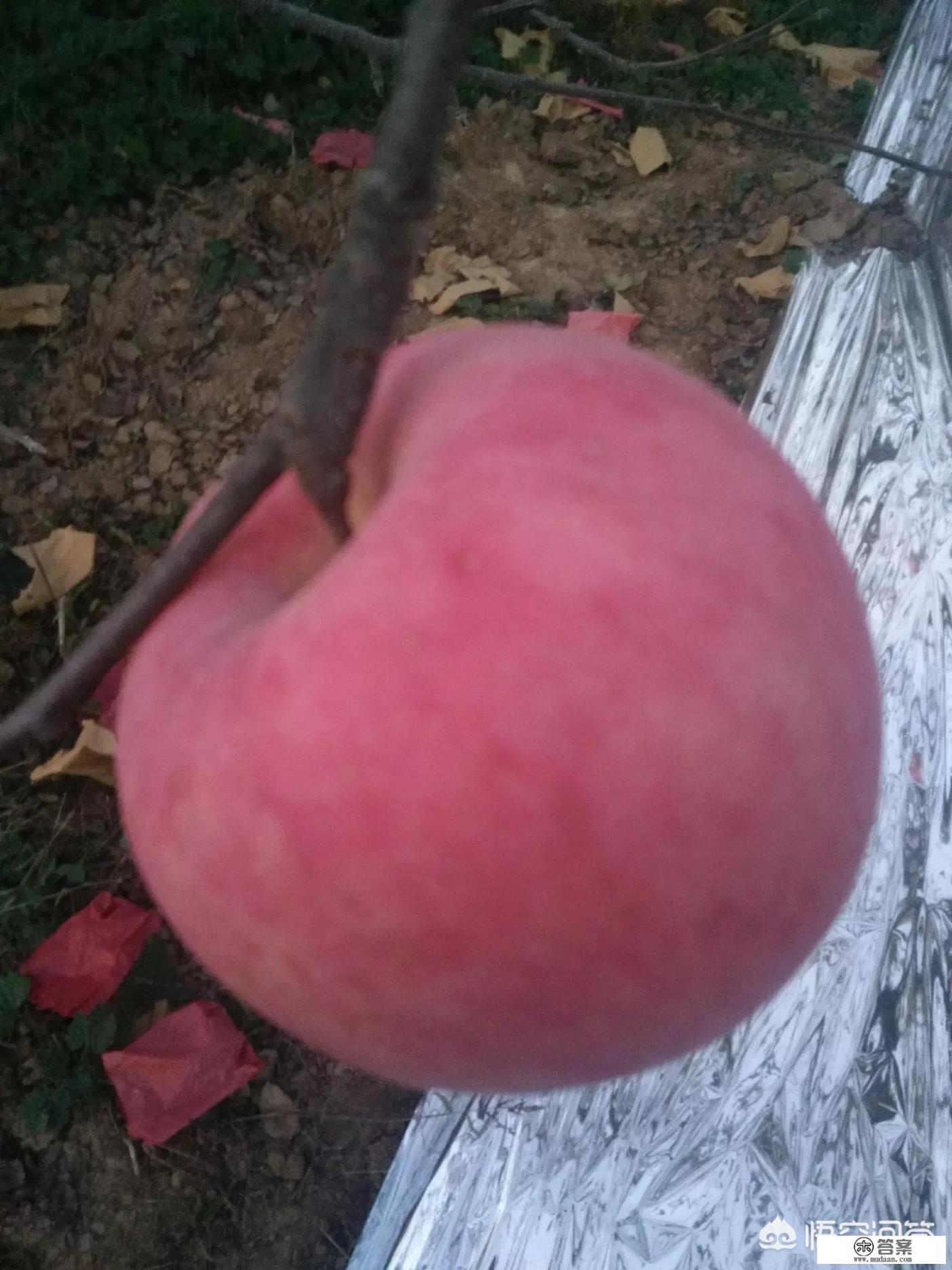 陕北特产都有什么？