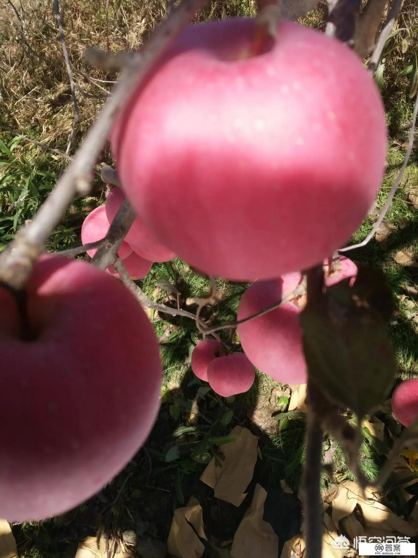 陕北特产都有什么？