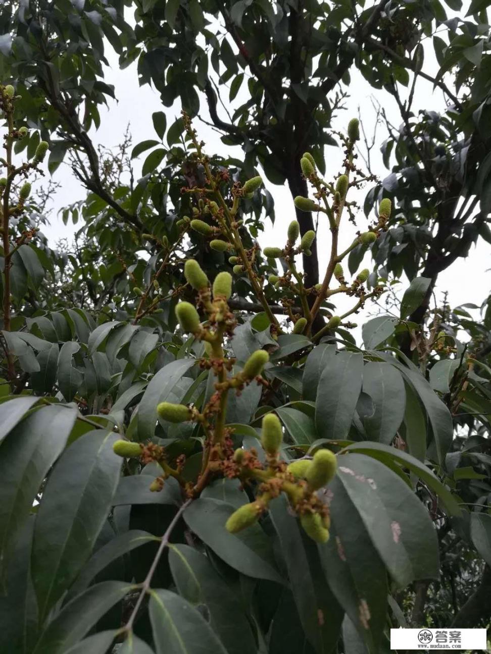 荔枝品种成熟时间排名? 荔枝品种成熟时间排名?