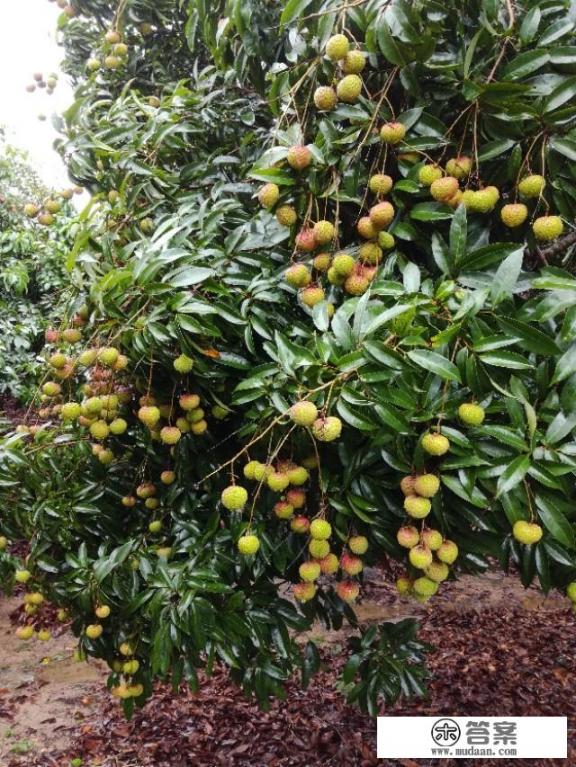 荔枝品种成熟时间排名? 荔枝品种成熟时间排名?