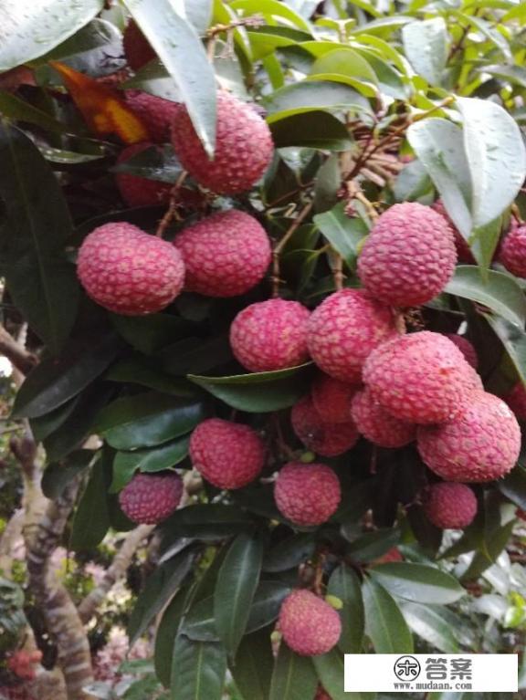 荔枝品种成熟时间排名?