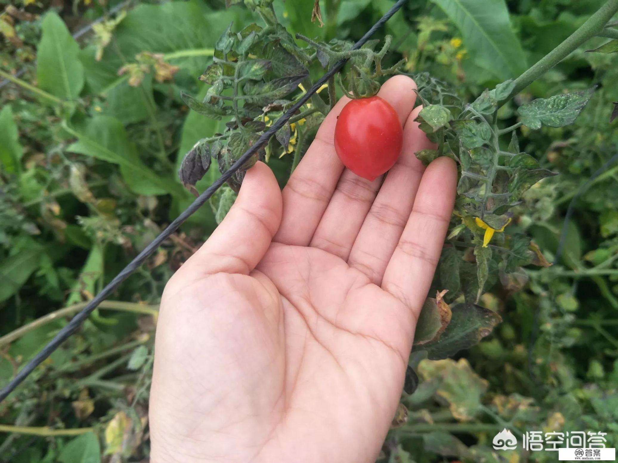 晚上吃生西红柿好吗？