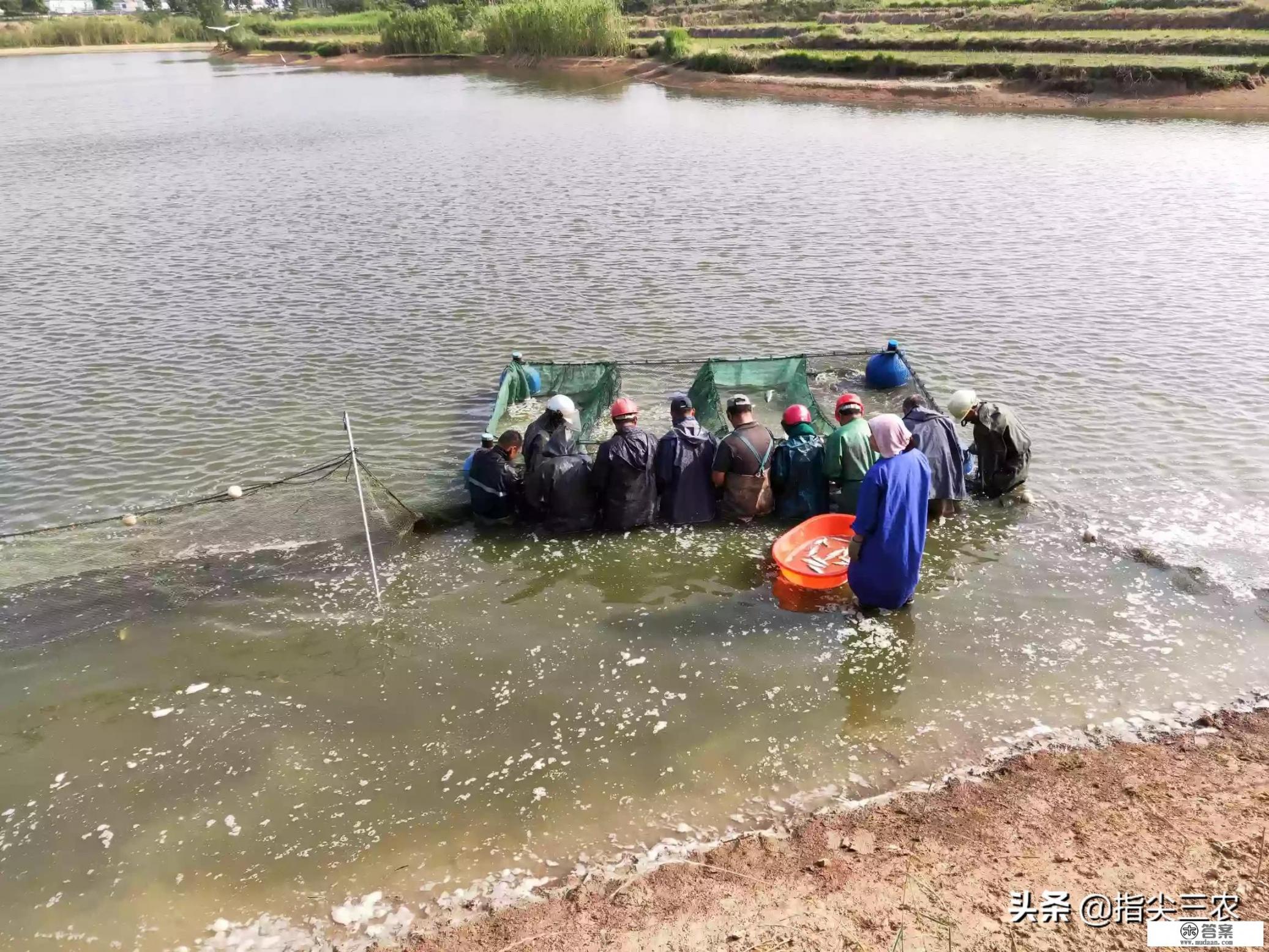 草鱼价格不足4元/斤，以后的出路在哪里呢？