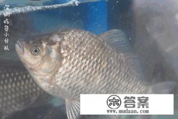 月子餐什么菜下奶最快？