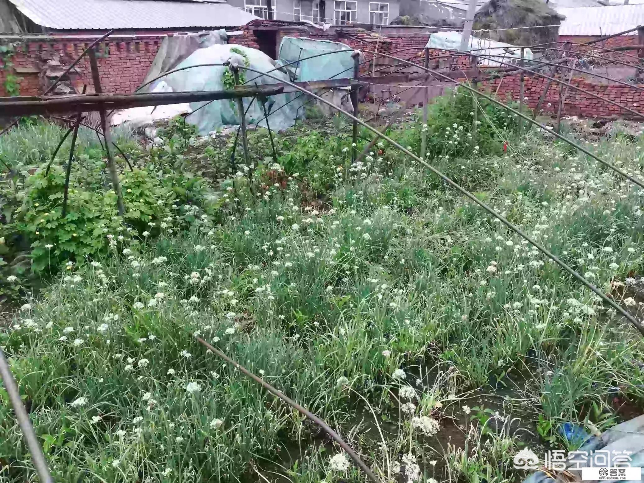 韮菜花的食用价值？