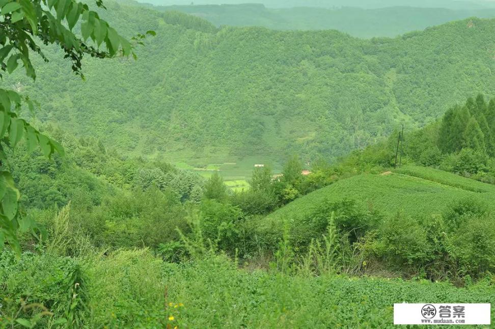 人参花的花语？