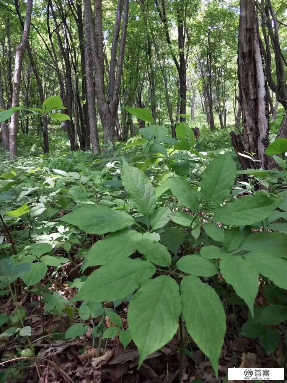 人参花的花语？