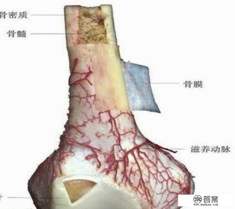 人骨头里有dna吗？