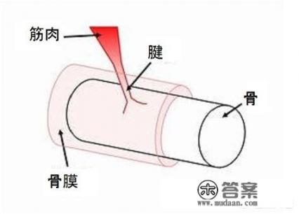 人骨头里有dna吗？