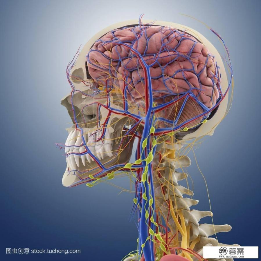 人骨头里有dna吗？