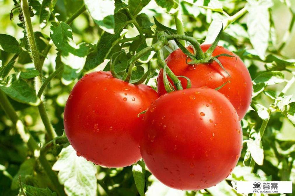 吃什么蔬菜水果能减肥？