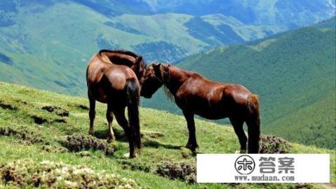 马最重多少斤？