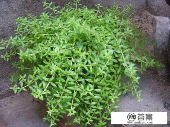 干的马齿苋怎么做好吃？
