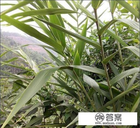又到一年一度的粽叶飘香时，你是喜欢吃传统的灰水粽？还是经改进的馅料粽？