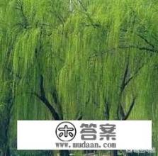 农村常见的柳树叶有什么功效和作用？