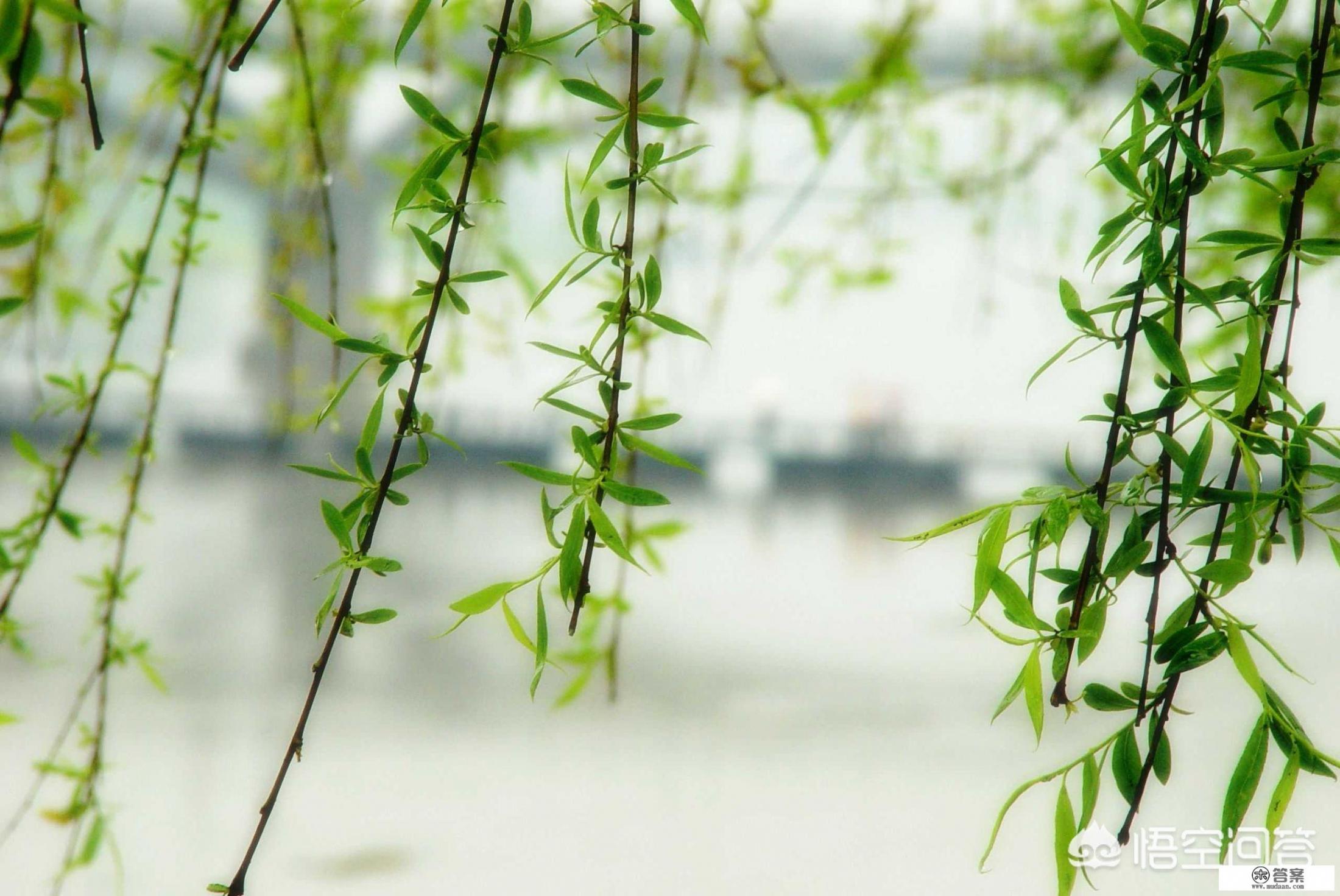 农村常见的柳树叶有什么功效和作用？