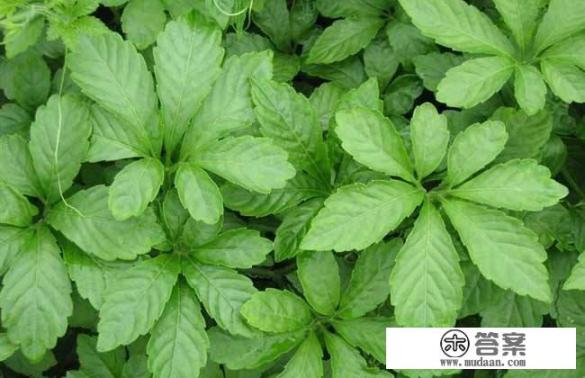 七叶绞股蓝买一斤多少钱一斤？