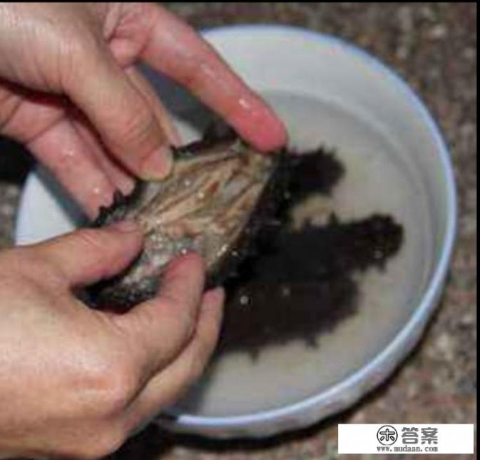 泡发的海参煮多久？