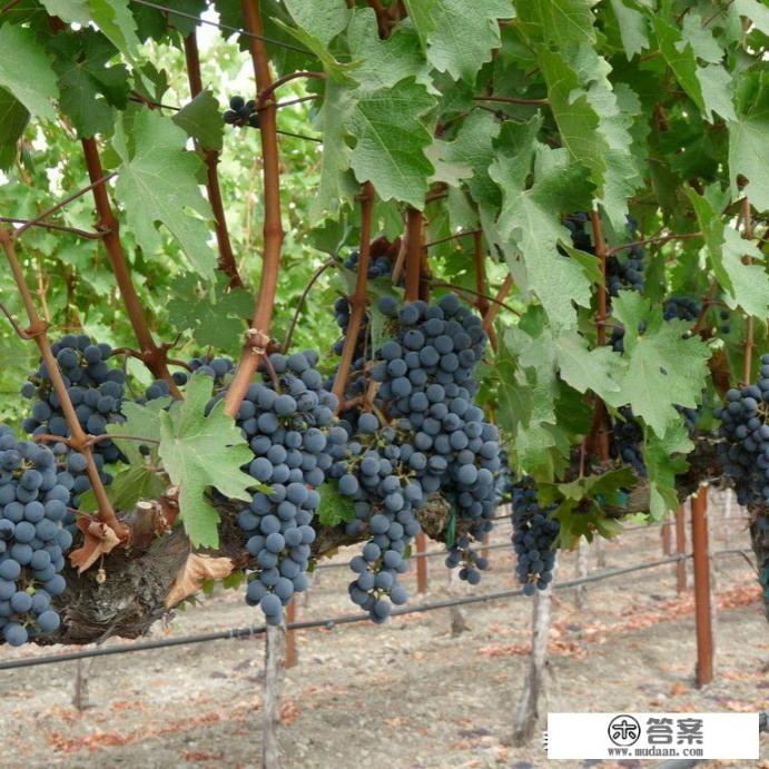 为什么说昌黎是一个县？