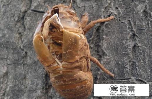 蝉吊坠的寓意和禁忌？