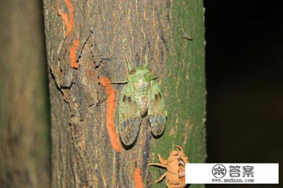 蝉吊坠的寓意和禁忌？