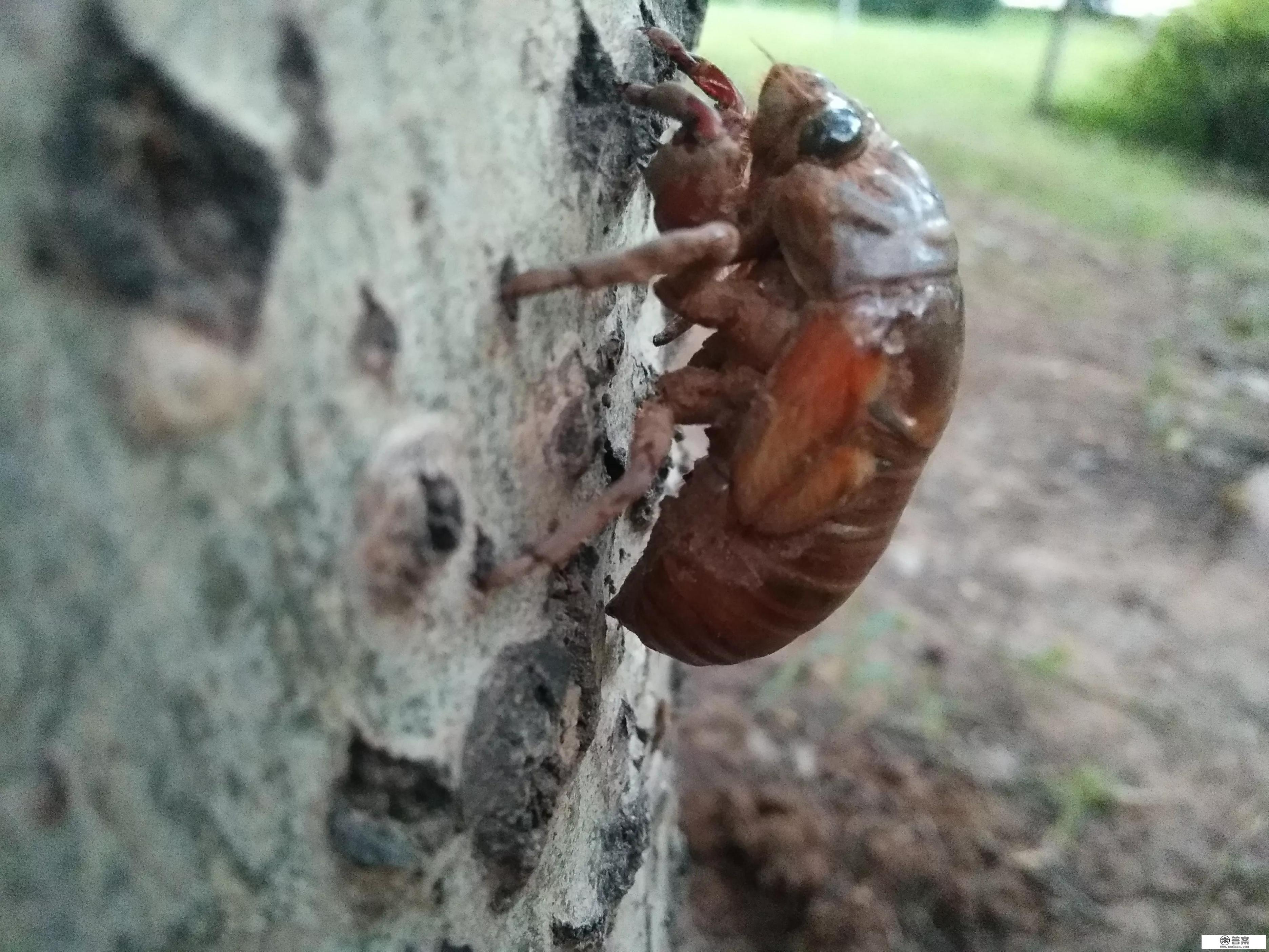 蝉吊坠的寓意和禁忌？