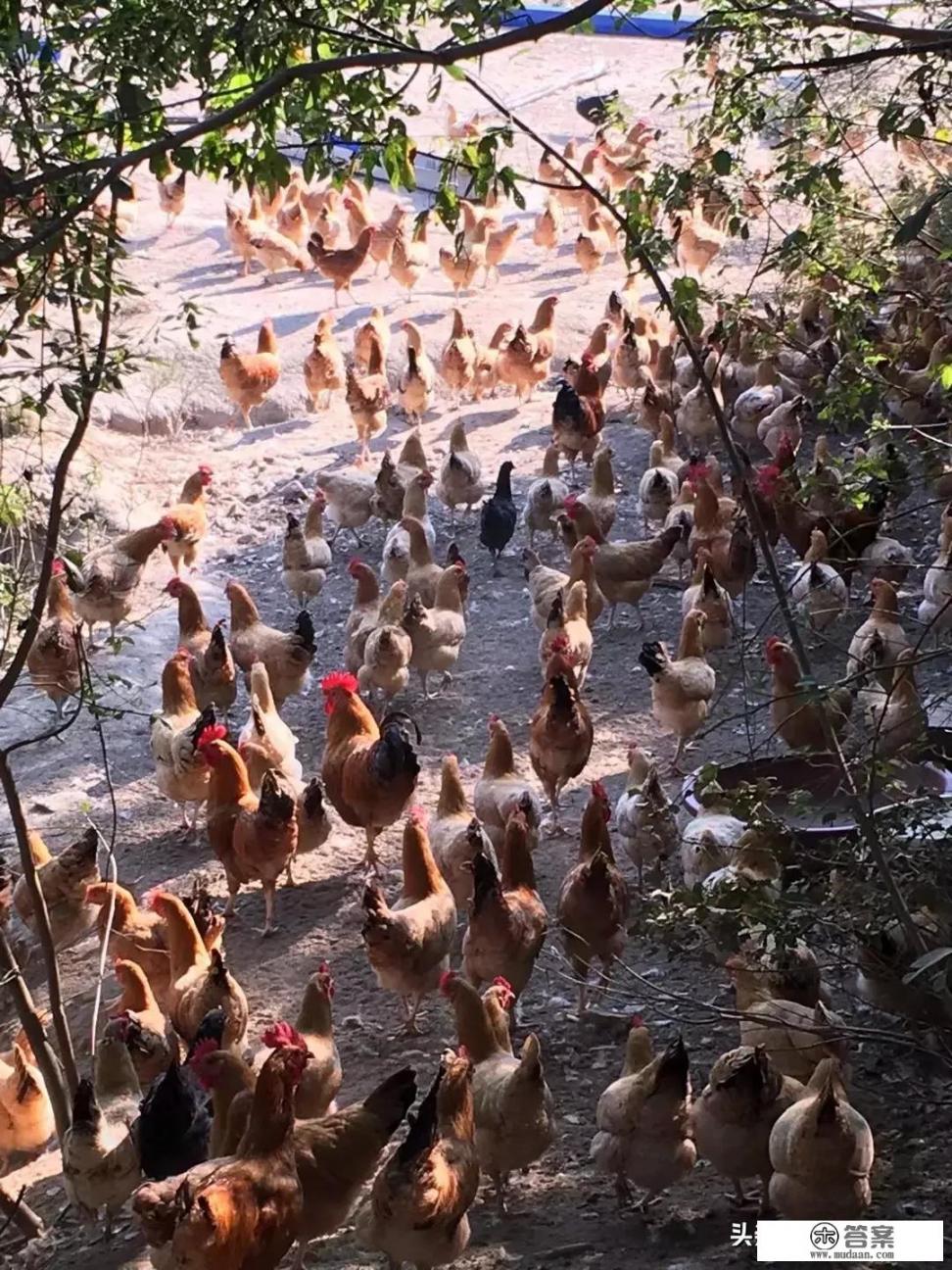 黑马鸡是国宝吗？