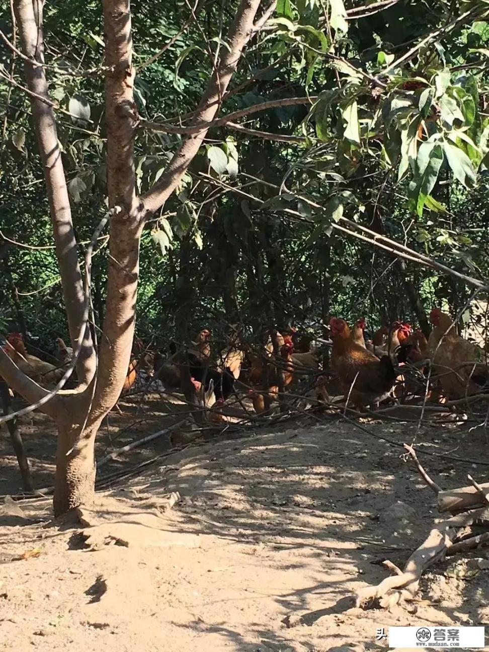 黑马鸡是国宝吗？