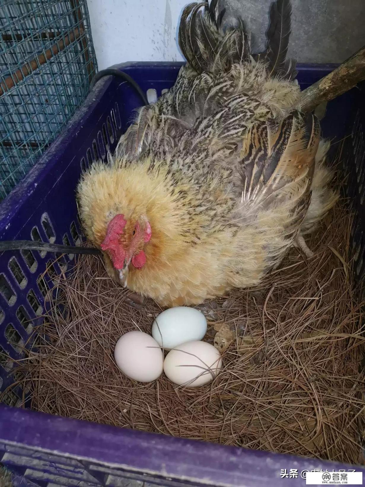 黑马鸡是国宝吗？