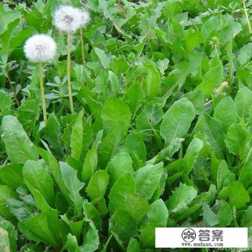 蒲公英功效多?蒲公英有什么功效作用和禁忌？