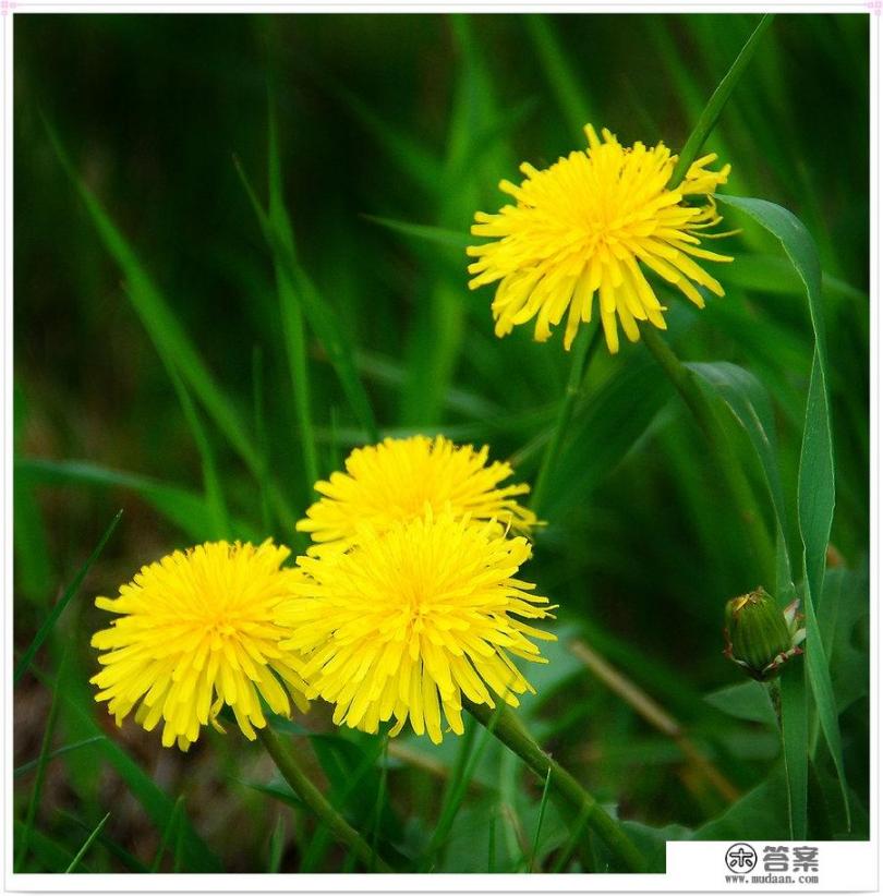 蒲公英功效多?蒲公英有什么功效作用和禁忌？