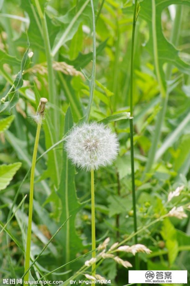 蒲公英功效多?蒲公英有什么功效作用和禁忌？