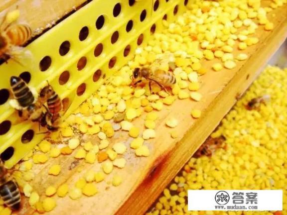 怎么辨别茶花粉？