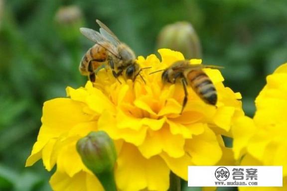 怎么辨别茶花粉？