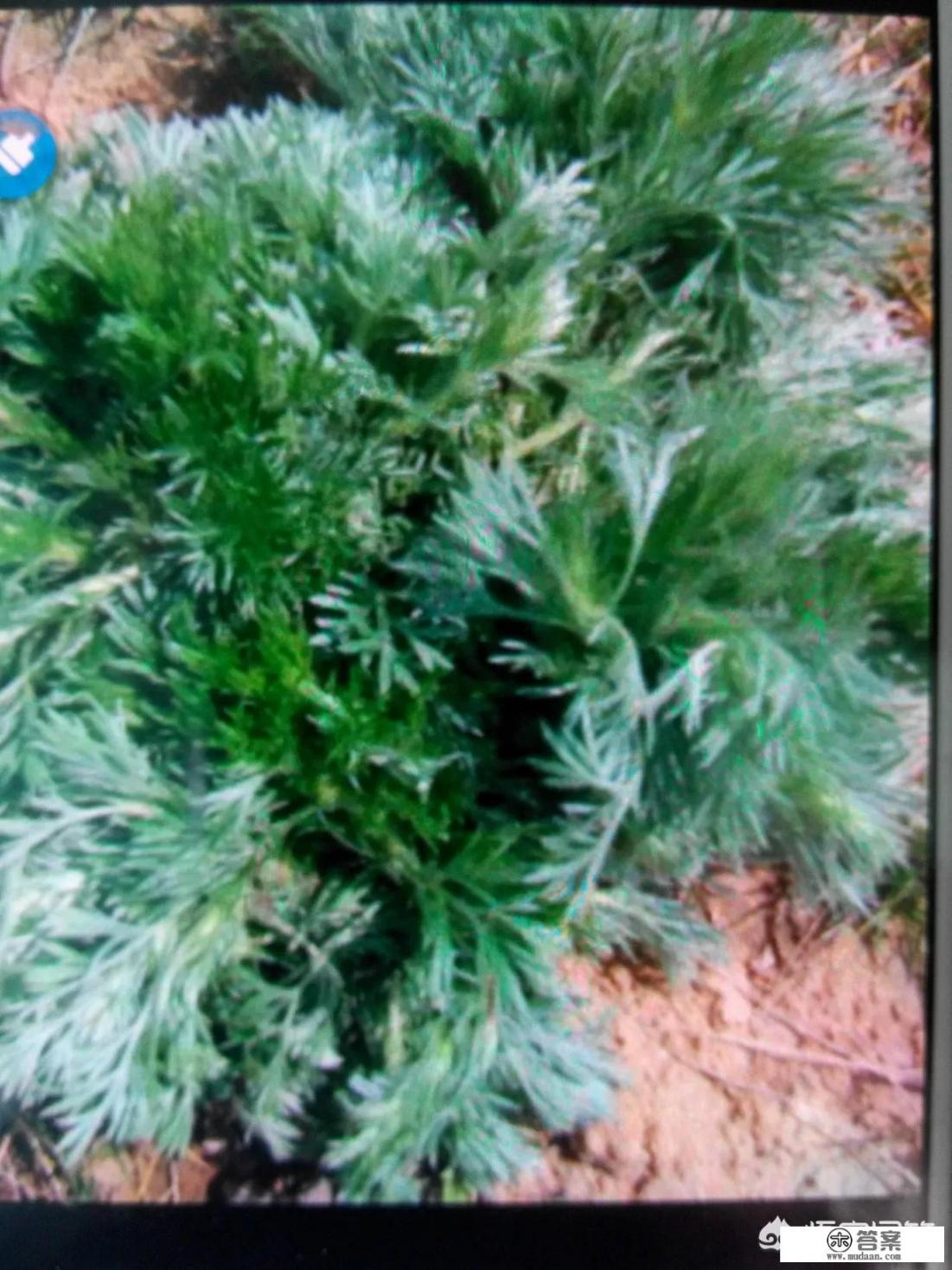 藏茵陈的功效与作用? 藏茵陈的功效与作用?