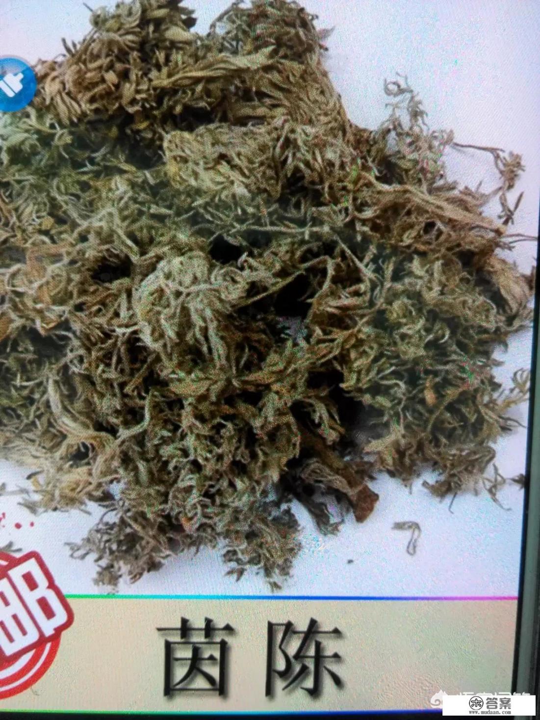 藏茵陈的功效与作用? 藏茵陈的功效与作用?