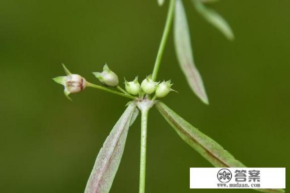 白花蛇舌草的作用是怎样的？