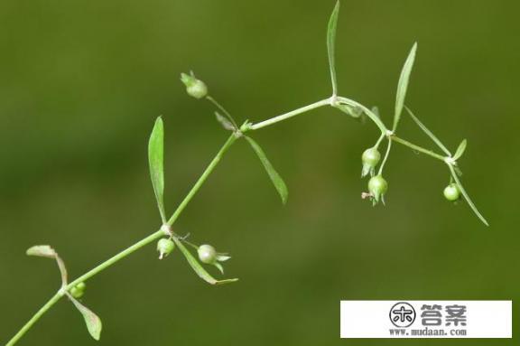 白花蛇舌草的作用是怎样的？