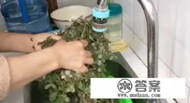 马齿笕功效与作用有哪些？