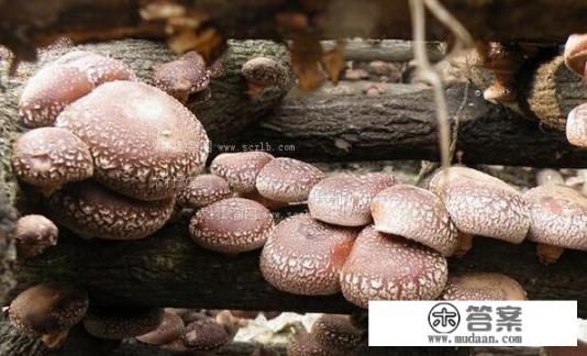 香菇种植方法及配方？