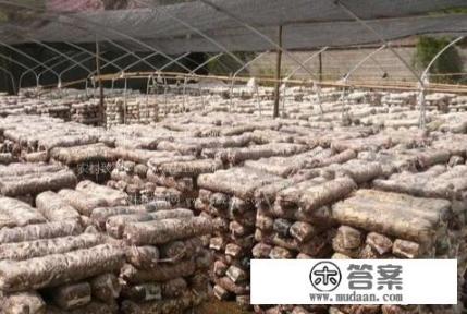 香菇种植方法及配方? 香菇种植方法及配方?