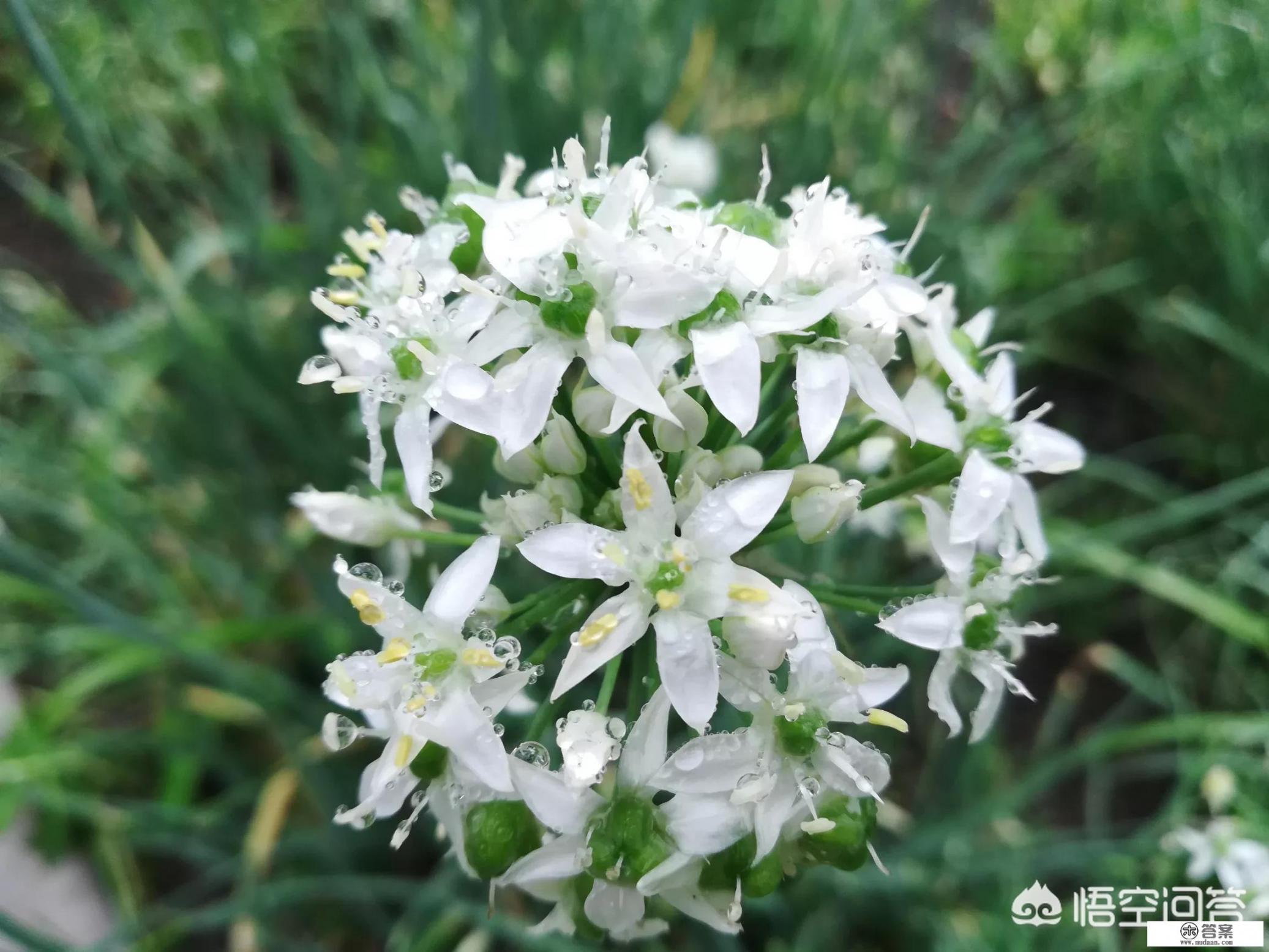 韭菜花能吃吗?