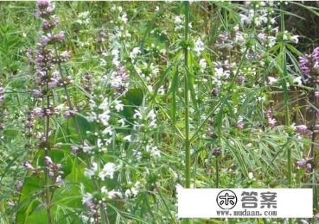 医生好，喝益母草有什么好处？