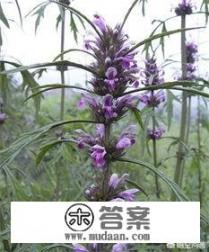 医生好，喝益母草有什么好处？